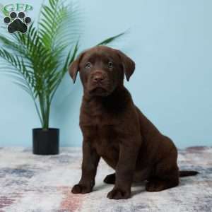 Stormy, Chocolate Labrador Retriever Puppy